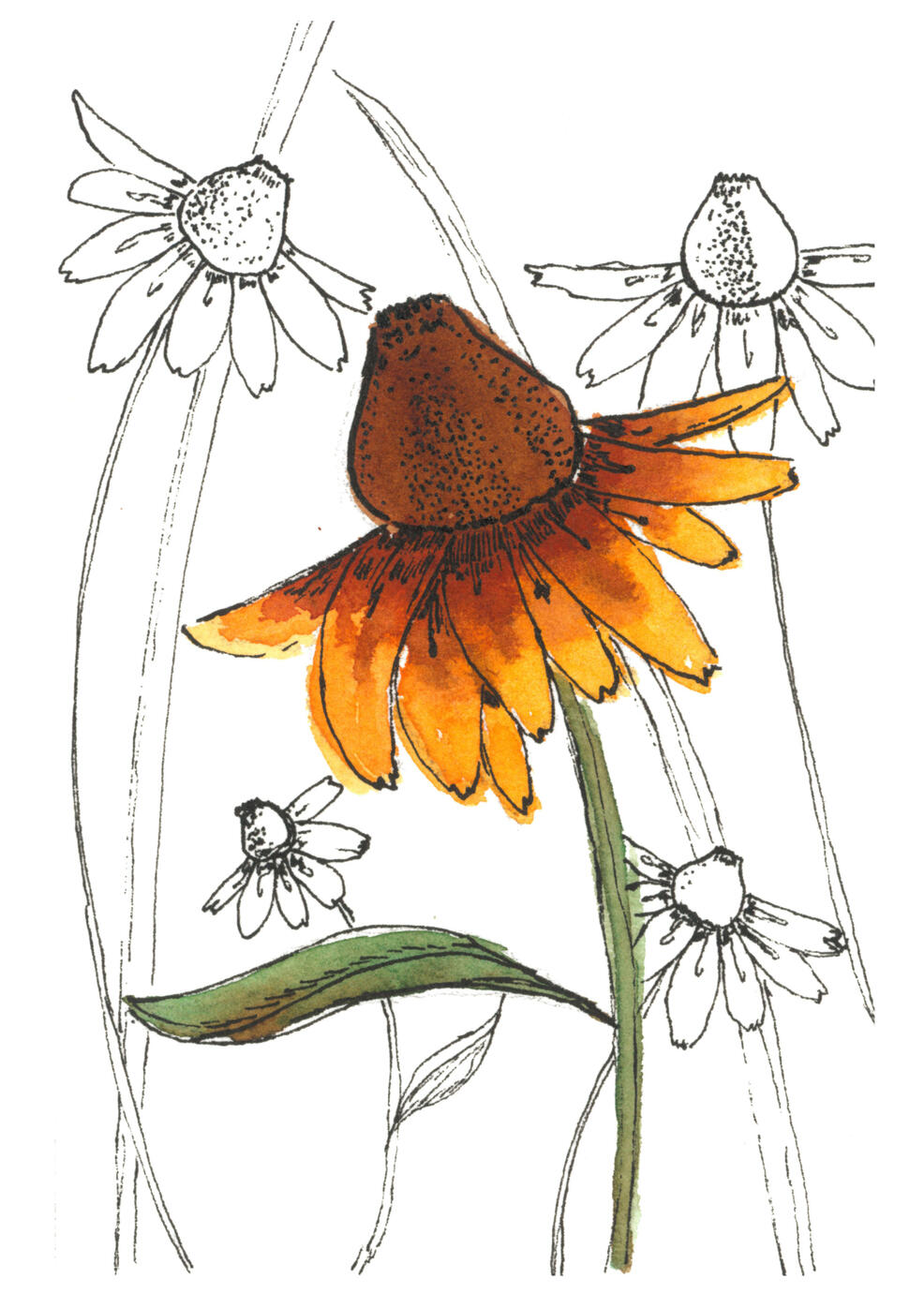 Yellow coneflower